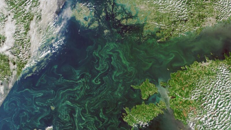 Sinileväpyörteitä Itämerellä satelliittikuvassa